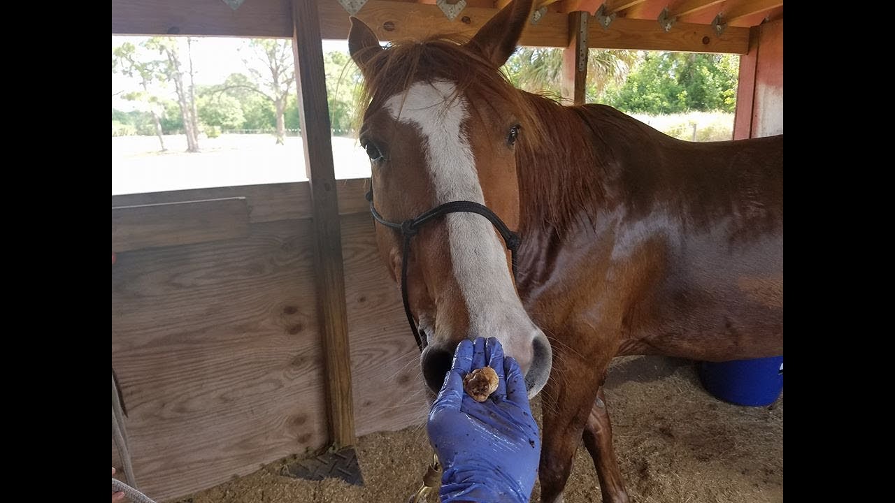 Horse sheath cleaning, why clean your horse, why is natural cleaning