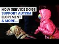 How An Autism Service Dog Helps With Elopement, Anxiety, and Waiting