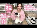 一緒に暮らしている保護猫2匹を紹介します🐱【猫の名前、保護した経緯、猫との出会いなど】