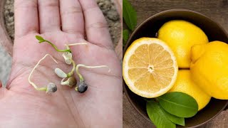 How to grow lemon at home from seeds 🍋🌱