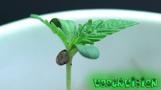 2018 Cali Legal Grow * Day 8 * True Leaves begin to Emerge