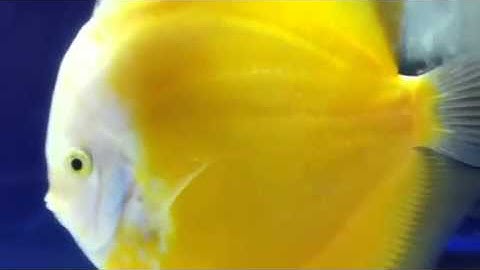 Cá Dĩa Vàng Mặt Trắng - Thiên Đường Cá cảnh