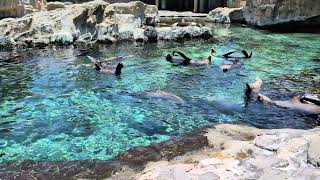 Sea Lions chillin