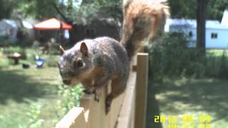 squirrel.AVI