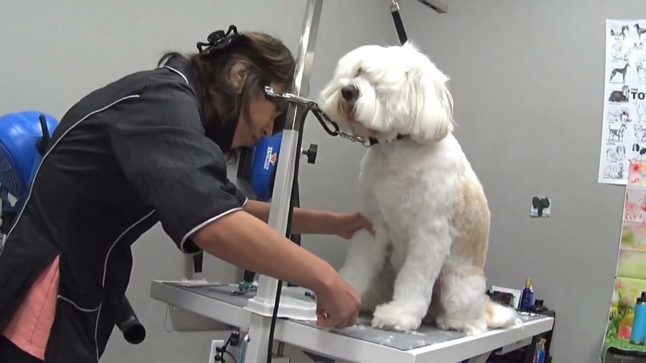 Tibetan terrier 》dog grooming, how to groom Tibetan terrier, dog groomer 犬のトリミング チベタンテリア YouTube