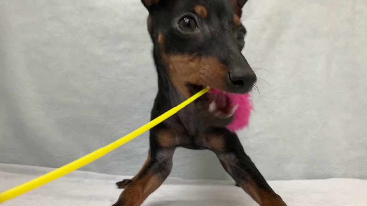 トイマンチェスターテリア ブラックタン 女の子 Youtube