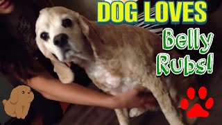 CUTE DOG Getting RUBBED and KICKING his LEG