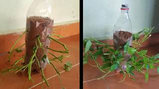 Growing Fresh Vegetables In Plastic Bottles, Gardening, Tips On Growing Herbs