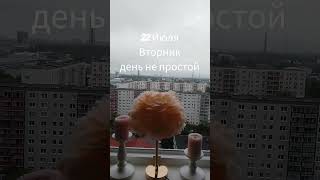 #22 Июля#Вторник# День не простой# Таро расклады Natalie# Shorts#