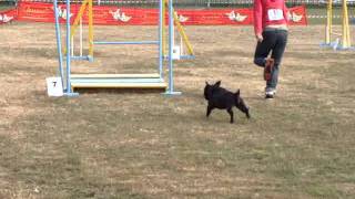 Paula & Manta - Jumping 0 1 - Ppa Gliwice