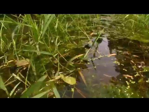 Пузырчатка Utricularia — водное насекомоядное растение, лишенное корней и несущее ловчие пузырьки...