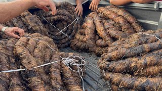 Tobacco Fair in Arapiraca, AL, 08/03/2026.