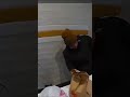 LUIGI MANGIONES ARREST ON BODYCAMERA  #bodycam #police #cops #arrest #arrestvideo