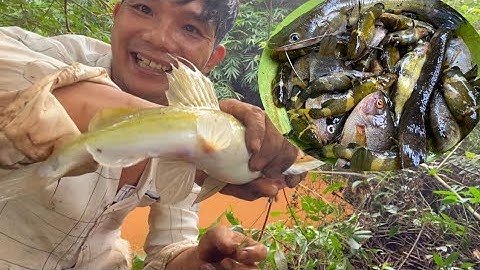 Câu cá suối sau cơn mưa không ngờ cá ăn dữ dội đến vậy mỏi tay quá rồi,,cá lăng,trạch,chốt bò có đủ