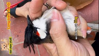 7-8 Month Old Bulbul with Fresh Plumage, Massive Build, Watch the Clip and Call Me