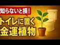 トイレに置くべき最強の金運観葉植物10選
