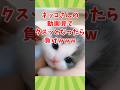 ネッコの動画見てクスッとなったら負けwww　#2ch動物スレ #動物 #猫 #shorts #2ch
