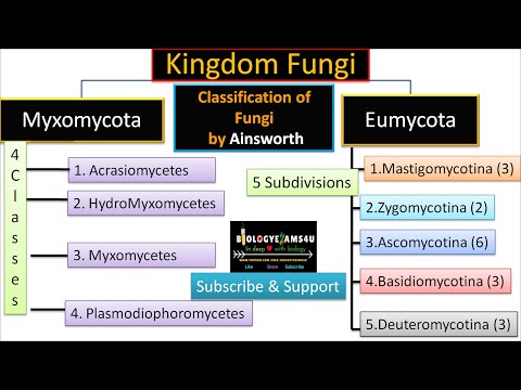 Ainsworth Classification of Fungi with Example || biologyexams4u