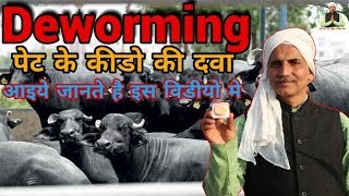 Deworming for cow & Buffalo || पशुओं के पेट के कीड़ों को कैसे ख़त्म करें || Ravizone Farming Leader