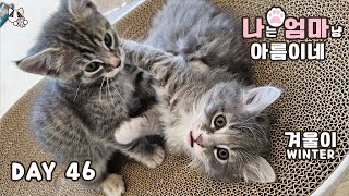 Mom Cat Lena and 5 Kittens Day 46 by 꼬부기아빠 Human Cat Tree 2,468 views 2 months ago 1 hour