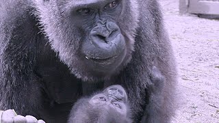 赤ちゃんが１歳を過ぎても子育てに参加できないパパゴリラ💗モモタロウ【京都市動物園】