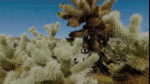 Close Up Steady Shot of a Joshua Tree | Stock footage of Joshua Trees | 1080p HD 25fps