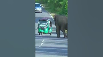 Wild Elephant Attacks vs TukTuks #short #shortvideo #elephant #elephantattack