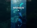 Freediving with a monofin  a dream come true 