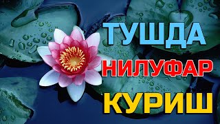 Туш табири - Тушда Нилуфар куриш