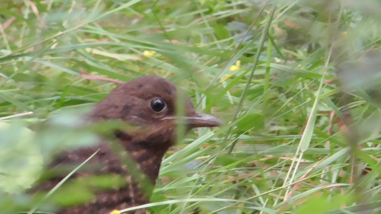 Bird eating blueberries YouTube