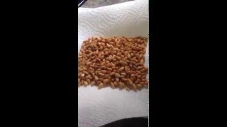 Pine Nuts - evenly golden brown every time!