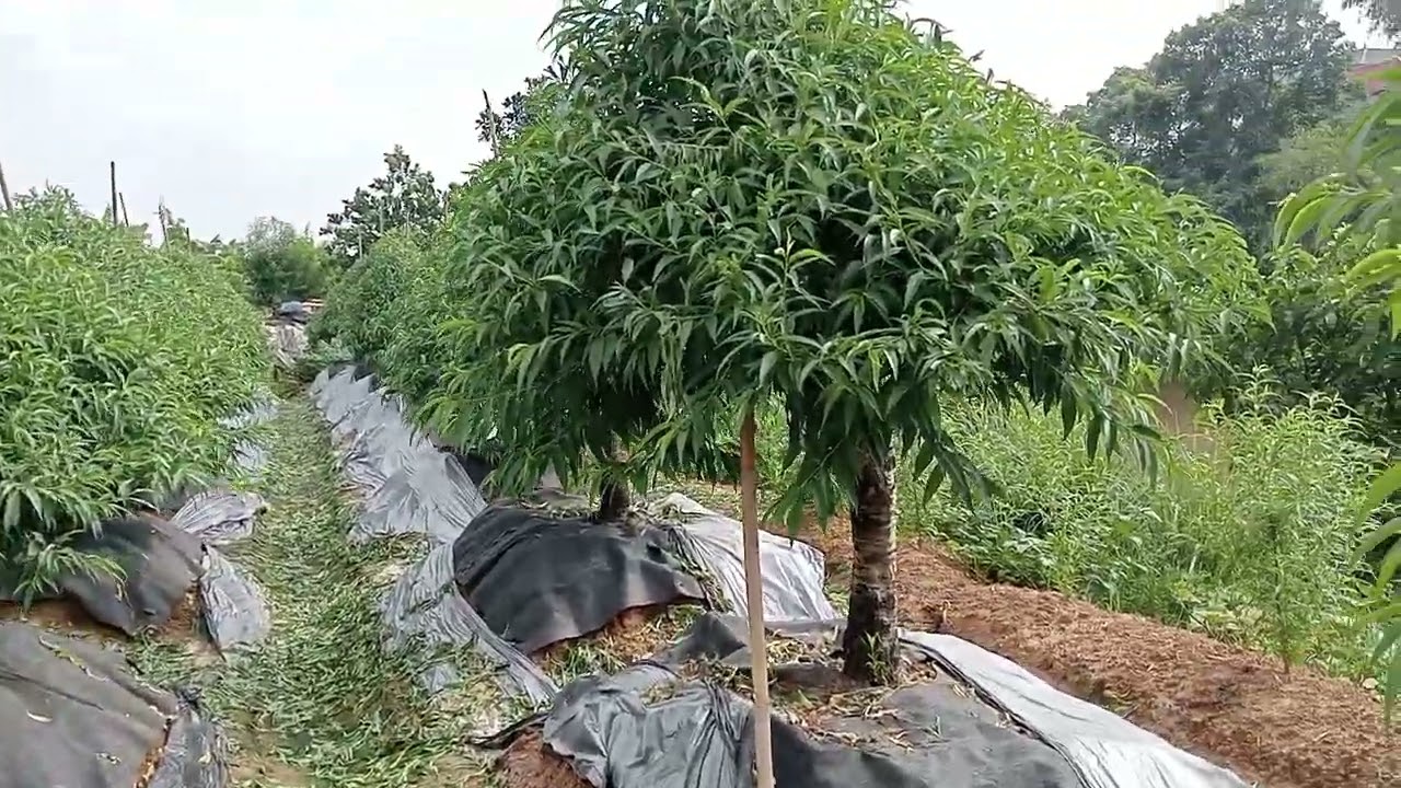 Hàng Đào cỏ đón xuân 2026 cô bác ace nào quan tâm đến Gọi e 0983763005