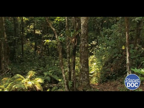 Video: Idílica casa en el árbol se ajusta al paisaje meditativo en la India