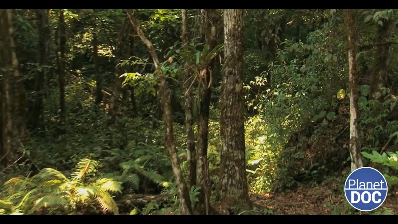 Espacio idílico: las maravillosas riquezas de la naturaleza y cultura de Guatemala