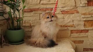 Longhair girl, BLH ny11 by Diana's Dream cattery 37 views 1 year ago 36 seconds