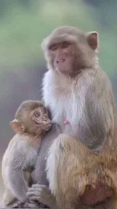 udah gede masih nenen #shorts #animals #monkey #funny