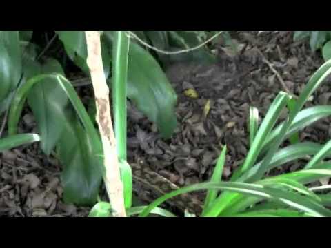 Australian Scrub Python
