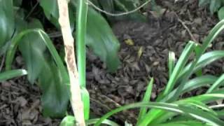 Australian Scrub Python