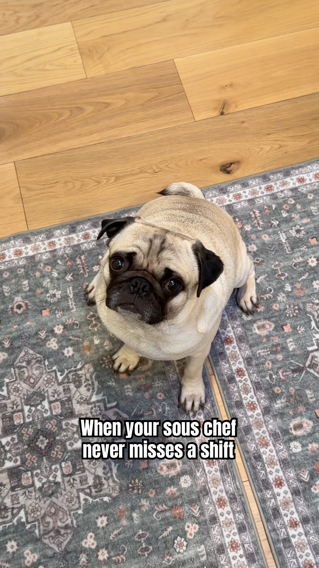 PUG`sパパです。 He's so good at his job!! #pug #pugs - YouTube