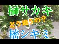 榊（サカキ）と樒（シキミ・シキビ）