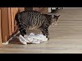 Tiger the Towel Inspector