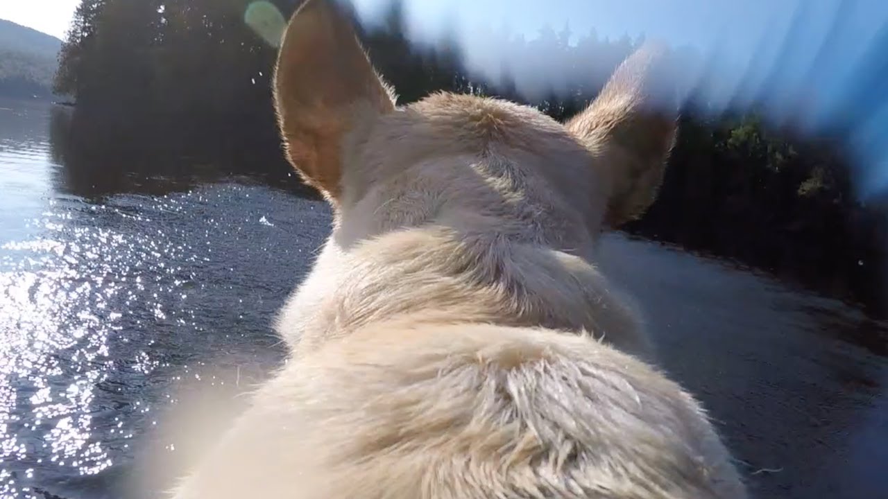 Still Going Full Stella (Pupdate on Stella's Knees) best dog videos funny