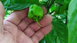 Growing peppers in Florida