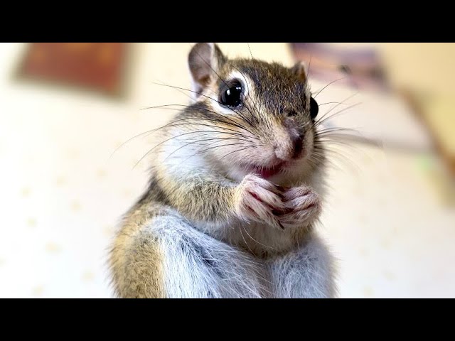 ショックを隠しきれなかったシマリス/I took away her toys and
