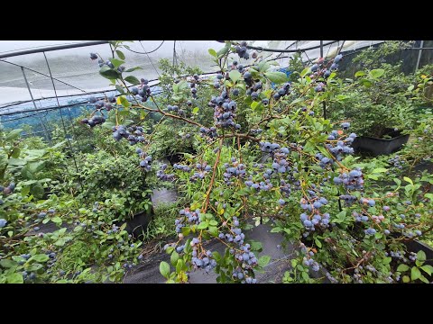 How To Harvest Blueberries in Korea - Picking Blueberries & Bird Sounds
