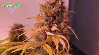 Dokter Groen • Seventh and eighth week of flowering
