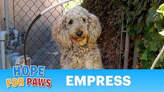 Homeless Standard Poodle survived thanks to a cat feeder. 🐶💝🐱