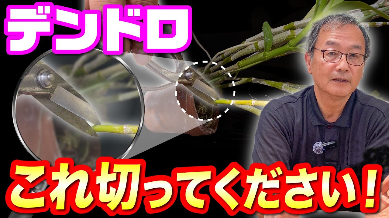 【デンドロビューム】これは枯れてる！？この棒はどうしてますか？切りますか？見た目は枯れてる様に見えるが、実際は生きている？詳しく解説します。