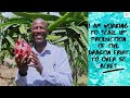 How a bite into a dragon fruit got me sold into farming this highly sought nutrient rich fruit!