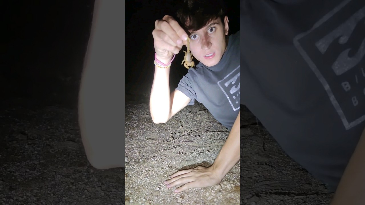 El escorpión amarillo #escorpion #viral #animales #curiosidades